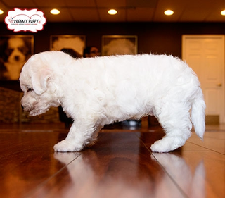 Illustration for article titled Dreamy Puppy Puppies offers much
more than cute puppies in Chantilly & Fredericksburg